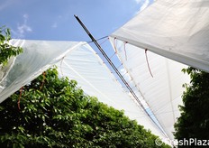 La struttura di questa copertura e' analoga a quella tradizionale, salvo che la distanza tra i pali di sostegno e' di 8 metri anziche' 6. La struttura e' rinforzata per resistere alle intemperie, con ancoraggi antisfondamento a terra e sistemi anti-sollevamento in caso di vento.