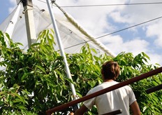 Le operazioni di avvolgimento/apertura dei teli si svolgono in pochi minuti, posizionando due carrelli elevatori all'inizio e alla file del filare, con due operatori muniti di un trapano collegato, per mezzo di un asse di trasmissione, all'asta che tende il telo.