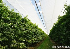 Filari di ciliegie e teli di copertura.