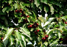 La raccolta delle ciliegie presso l'azienda Corte Manzini e' cominciata il 16 maggio 2011. Vengono coltivate diverse varieta', dalle piu' precoci a quelle piu' tardive. Tra le altre, Bigarreaux, Early Lory, Lapins, Giorgia, Celeste, Ferrovia e varie cultivar di Durone.