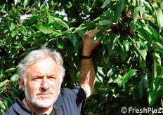 "Ruggero Manzini, fratello di Lodovico, spiega: "Grazie all'investimento in coperture, quest'anno non abbiamo sofferto alcun problema di spaccatura ("cracking") dei frutti. Cio' ci ha permesso di arrivare sul mercato in un momento di scarsita' di prodotto - a causa di piogge persistenti nella zona - con ciliegie di ottima qualita', che hanno spuntato prezzi molto soddisfacenti"."