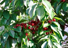 Il ceraseto di Corte Manzini risale al 1997 e si estende su una superficie di un ettaro. L'azienda ha recentemente acquistato ulteriori 15 ettari coltivati a uva da vino, pere Abate e, ancora, ciliegie.