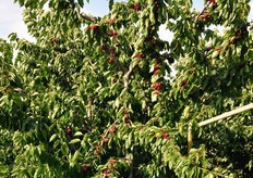 "Le visite tecniche proseguono presso l'azienda agricola "Bonfiglioli Pier Paola", sita a Vignola (MO)."