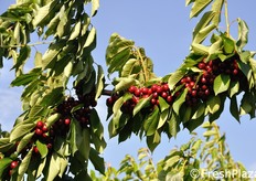 L'azienda Bonfiglioli produce ciliegie e susine.