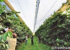 Presso l'azienda Bonfiglioli, l'impianto coperto e' stato affiancato ad uno senza copertura, proprio per valutare l'impatto delle coperture sulle coltivazioni di ciliegie. L'uso dei teli e' risultato premiante.
