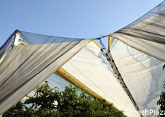 Si noti la compresenza di telo di copertura (sotto) e rete antigrandine (sopra). Quest'ultima e' vivamente consigliata come misura precauzionale e andrebbe mantenuta anche quando il telo sottostante viene aperto in prossimita' delle operazioni di raccolta.