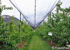 In questo impianto sono state installate soltanto reti anti-grandine. Questa zona, infatti, trovandosi nell'area del Lago di Garda, e' spesso interessata a fenomeni di grandine.