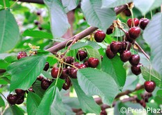 L'impianto cerasicolo presso l'azienda Boni e' alla quarta foglia.