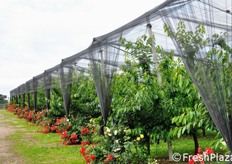 I filari di ciliegie sono ingentiliti da roseti posti all'inizio di ogni filare.