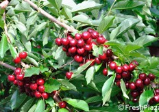 Grappoli di ciliegie presso l'azienda F.lli Boni.