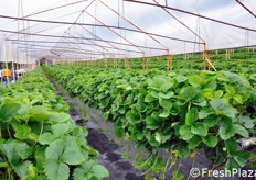 Oltre alle ciliegie, l'azienda produce anche fragole (nella foto), mirtillo e lamponi.