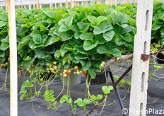 La produzione delle fragole risale a 20 anni fa. Un tempo, pero', si effettuava a terra, con tutte le conseguenze del caso: gli scarti raggiungevano infatti il 30% della produzione. Successivamente, dopo aver visto in Olanda i primi impianti fuori suolo, l'azienda Maso Tezza li ha implementati anche qui, con ottimi risultati.