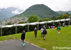 Ciliegeti sotto copertura presso l'azienda Maso Tezza.
