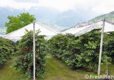Le cultivar predominanti in questa zona sono Kordia e Regina.