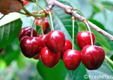 Quest'anno le ciliegie hanno presentato un anticipo produttivo e per il 70% hanno mostrato calibri interessanti (34 mm+).