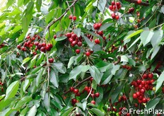 Circa l'80-85% degli impianti di ciliegie in Trentino e' realizzato su portainnesto Gisela 5.