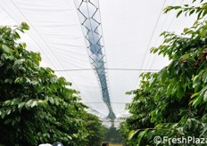 Le coperture realizzate presso l'azienda Maso Tezza.