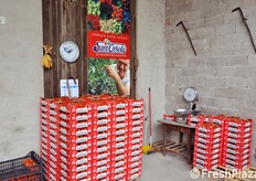 Cassette di fragole a marchio Sant'Orsola presso l'azienda Maso Tezza, socia della cooperativa.