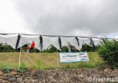 Ci spostiamo ora a Rumo (TN), presso l'azienda agricola Paris Cristian, per l'ultima visita della giornata. Qui le coperture dei ceraseti sono state realizzate dalla ditta Pilati.