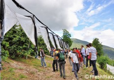 L'impianto di ciliegie si trova in forte pendenza.