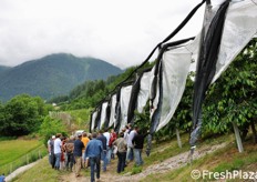In quest'azienda si producono ciliegie di varieta' Kordia (70%, sesto d'impianto 4,20 x 2 metri) e Regina (30% - sesto d'impianto 4,20 x 1,80 metri).