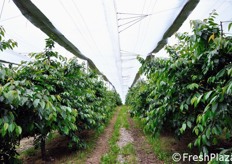 "Diversamente da altri sistemi di copertura visti in precedenza, questo non ha forma a "capannina", cioe' diagonale, ma e' piatto. In questo modo, si sfrutta meglio lo spazio in altezza sotto il telo. I pali di sostegno possono essere collocati anche a 10 metri di distanza l'uno dall'altro."