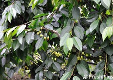 Lo stadio di maturazione delle ciliegie al momento della visita (10 giugno 2011).