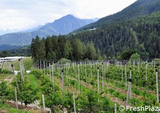 Giovane impianto di ciliegie presso l'azienda Paris Cristian, con le opere di palificazione preliminari alla realizzazione delle coperture.