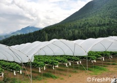Nell'azienda e' presente anche una produzione di fragole fuori suolo.
