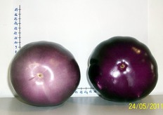 A conclusione del ciclo produttivo di tale coltura, si evince che Gloria ha ottenuto una resa produttiva superiore del 15% rispetto alle altre varieta', grazie ad un peso specifico superiore. La totalita' della produzione e' ioltre risultata di qualita' eccellente, in termini di calibro, colore e forma; caratteristiche che fanno di Gloria la melanzana violetta per eccellenza.