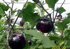 I dati tecnici presentati sono stati elaborati prendendo in esame una coltivazione di Gloria effettuata in un'azienda del ragusano, in Contrada Sughero, nel territorio di Santa Croce Camerina. Il trapianto e' stato effettuato nell'ultima decade di settembre 2011, adottando piantine innestate.