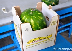 ... e quella a singolo frutto, assai pratica per il piccolo acquirente. Le angurie per la confezione singola hanno una pezzatura da 15 kg circa.