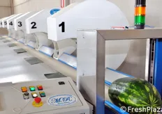 Per la calibratura delle angurie e delle zucche, l'azienda Zerbinati si e' dotata di questo nuovo macchinario apposito. I frutti passano sotto un rilevatore ottico che li misura e li smista in 7 diverse uscite.