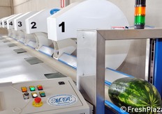 Per la calibratura delle angurie e delle zucche, l'azienda Zerbinati si e' dotata di questo nuovo macchinario apposito. I frutti passano sotto un rilevatore ottico che li misura e li smista in 7 diverse uscite.