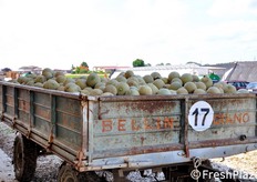Arrivo in azienda del melone, che viene raccolto in tunnel o in pieno campo.