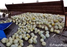 Fase di rovesciamento dei meloni nella linea di lavaggio che e' stata recentemente installata all'esterno del capannone per il confezionamento del prodotto.