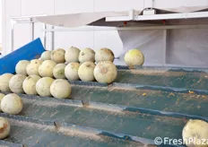 Trasporto dei meloni verso la fase di lavaggio.