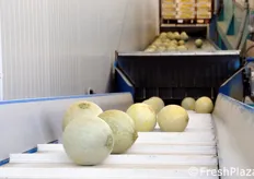Rimossi i residui di terriccio, i meloni proseguono su un nastro trasportatore che li indirizza all'interno del capannone per il confezionamento.
