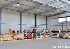 La nuova linea di confezionamento dei meloni Zerbinati.