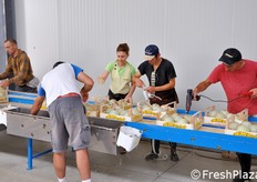 Ceratura, bollinatura e inserimento di paglia protettiva nelle cassette.