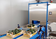 "Anche le angurie Zerbinati vengono "tatuate"!"