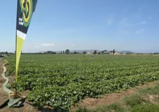 Il giorno 23 giugno 2011 si e' svolta a Venturina (provincia di Livorno), presso l'azienda agricola Sandro Barsotti, una giornata dedicata alle nuove varieta' di melone della societa' sementiera Enza Zaden Italia.