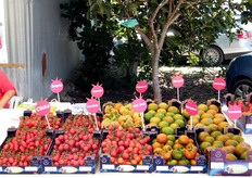 Sperlonga, con tutta la piana di Fondi e tutta la provincia di Latina nel complesso, rappresenta la seconda zona in Italia in ordine d'importanza per la coltivazione di pomodoro. In estate, con la Sicilia che rallenta le produzioni, rappresenta il principale bacino di approvvigionamento di pomodori per tutta Italia. Nella foto: l'assortimento dei prodotti Monsanto-De Ruiter Seeds.