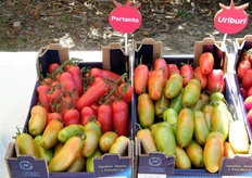 I pomodori allungati Portento e Uriburi.