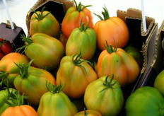 Pomodoro cuor di bue Punente.