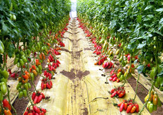 Nelle serre, perfettamente gestite e condotte dall'azienda Ilario, i partecipanti hanno visto e toccato con mano il meglio dell'assortimento varietale Monsanto per l'area, nelle diverse tipologie. In foto: il pomodoro allungato Portento.