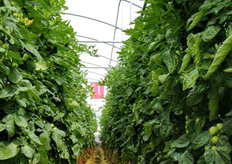 Filari di pomodoro ciliegino Carminio.