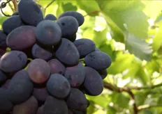E' partita lo scorso 14 giugno 2011 la raccolta dell'uva nera con semi Black Magic presso i vigneti dell'azienda agricola Calcare di Noicattaro, in provincia di Bari.