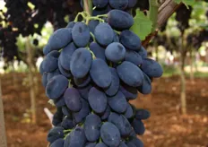 L'uva Black Magic presenta una colorazione nero-violacea.