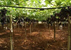 La campagna produttiva 2011 dell'uva da tavola si sta presentando in modo ottimale, vista la qualita' delle prime uve.